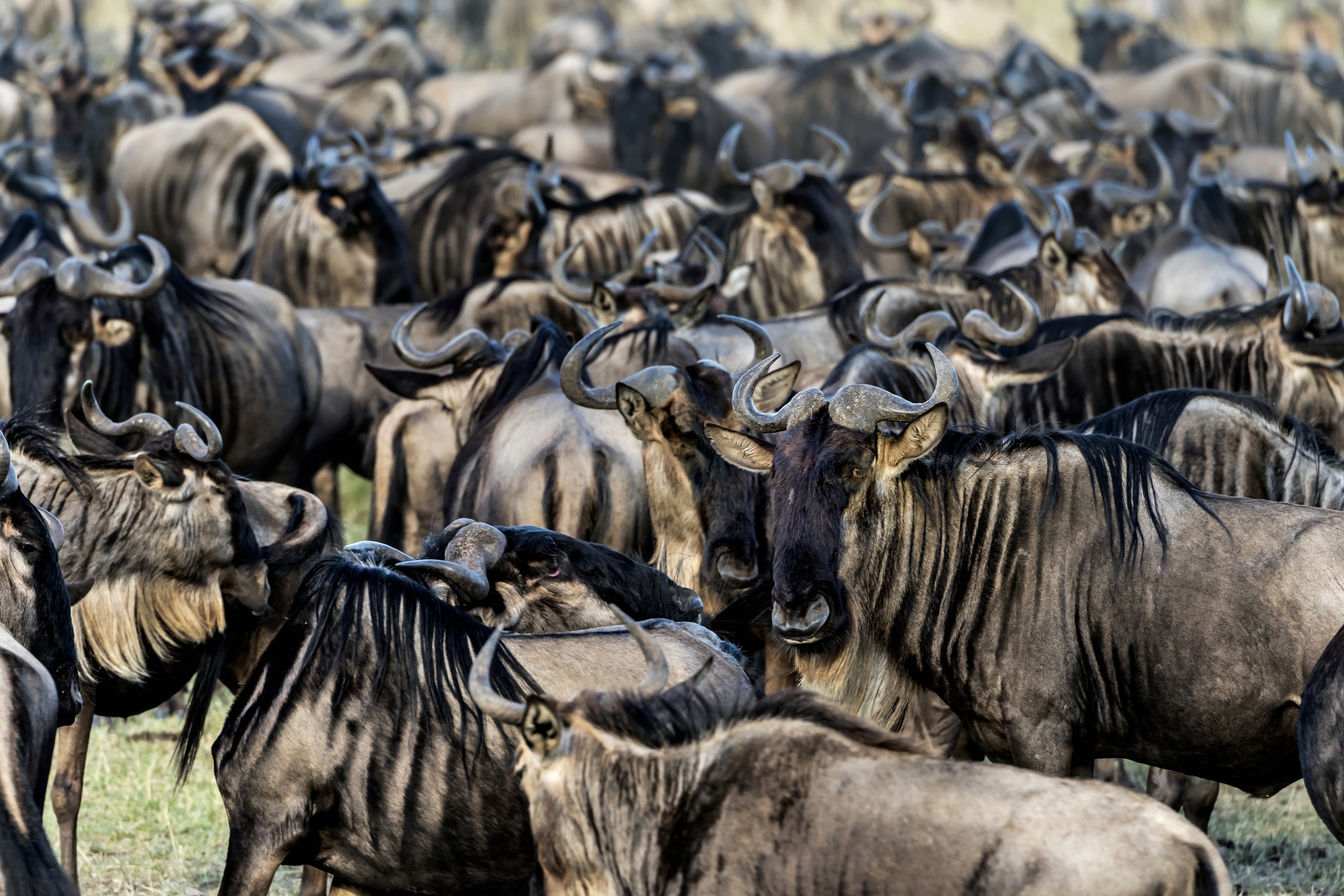 Tanzania 2016 - Grande migrazione