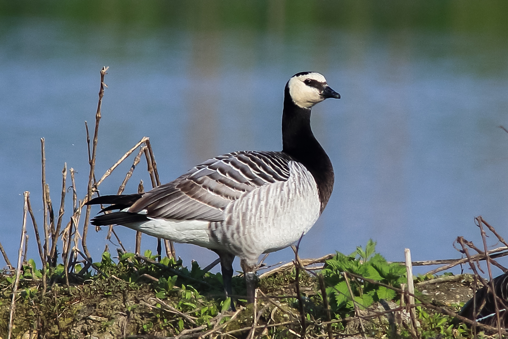 white face goose