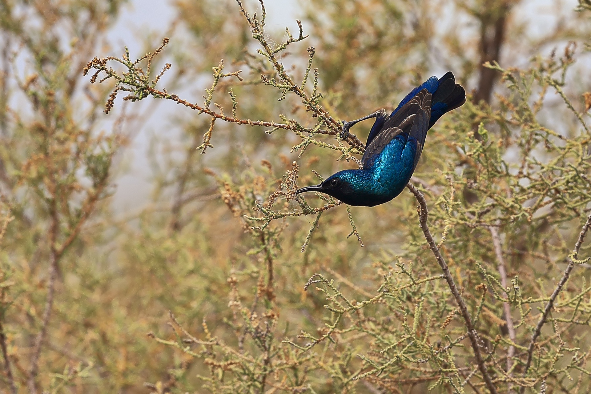 Purple Sunbird (Cinnyris asiaticus)
