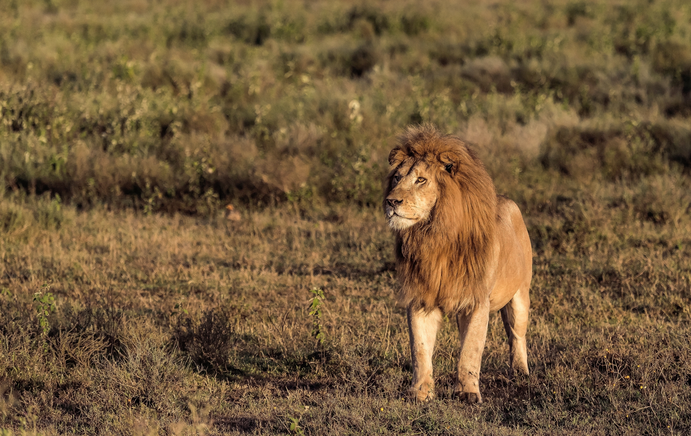 Tanzania 2016 - Lion