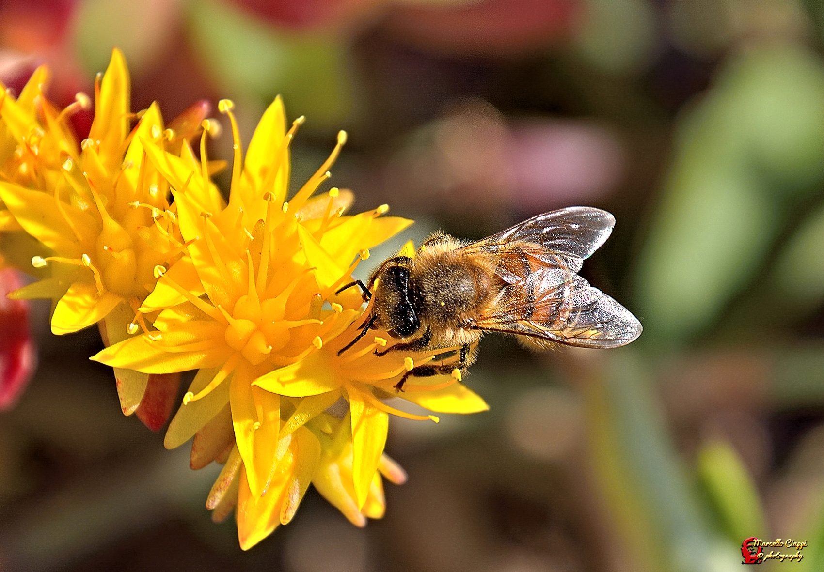 From flower to flower