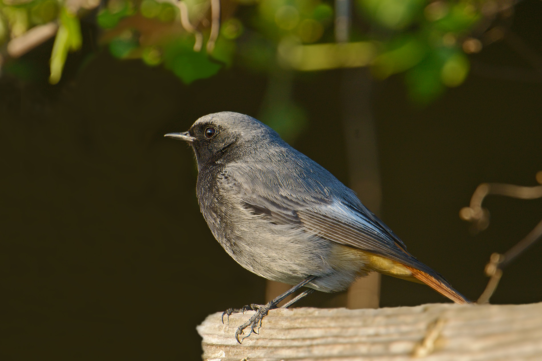 codirosso spazzacamino