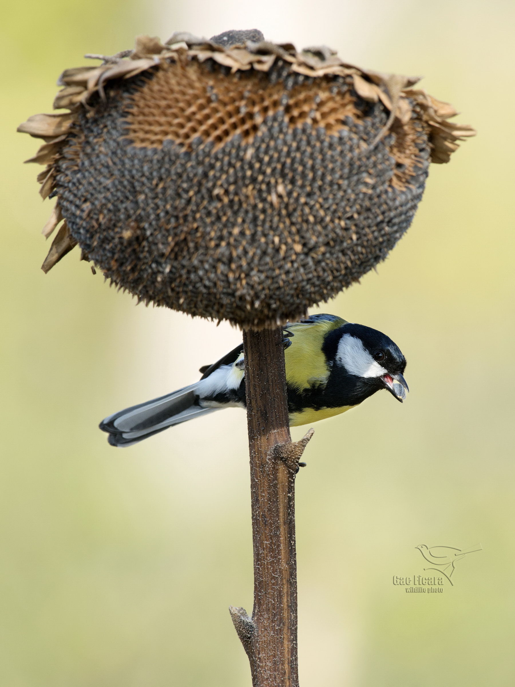 Tit with seed