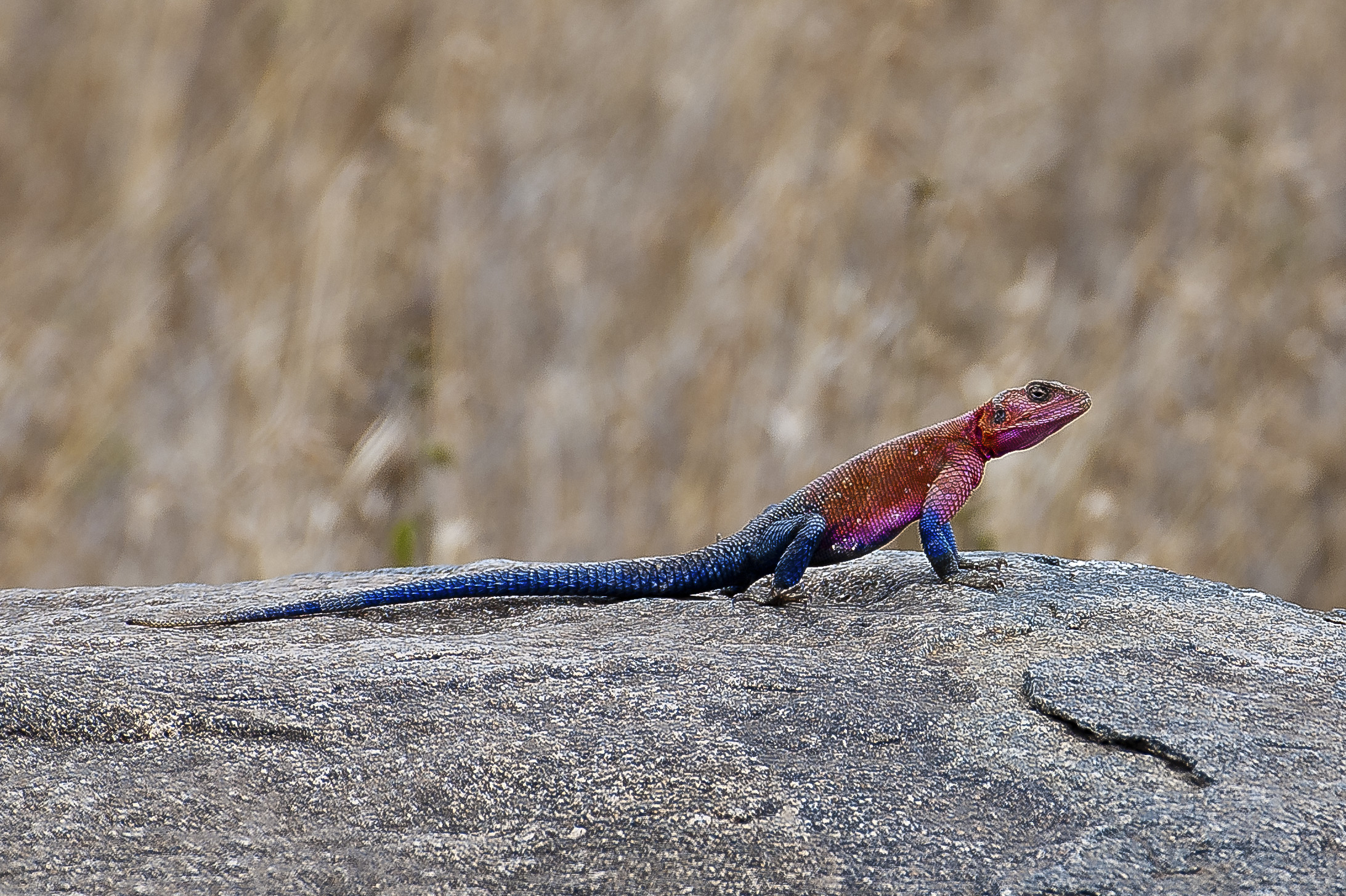 Common Agama - Agama agama