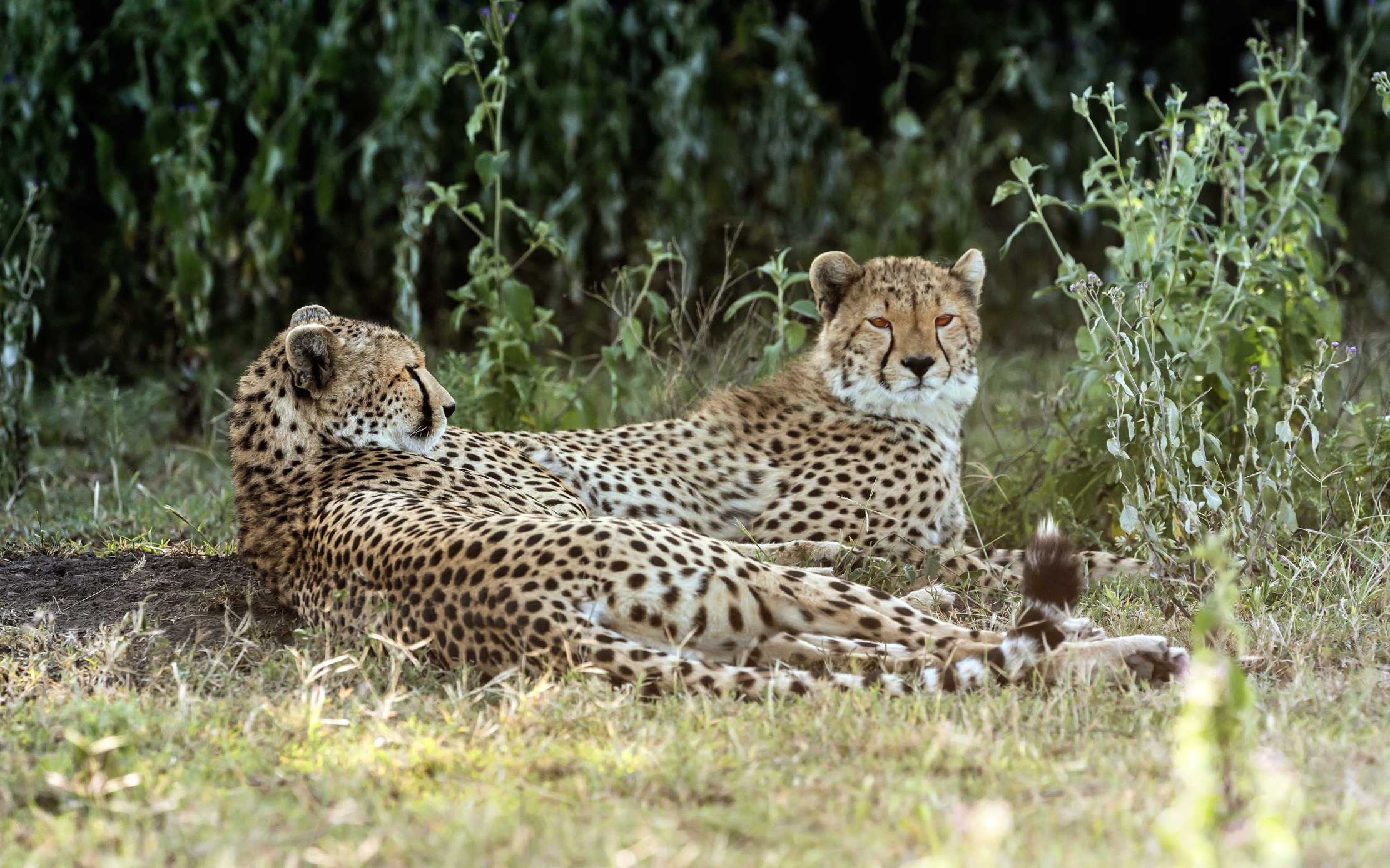 Tanzania 2016 -  Brothers