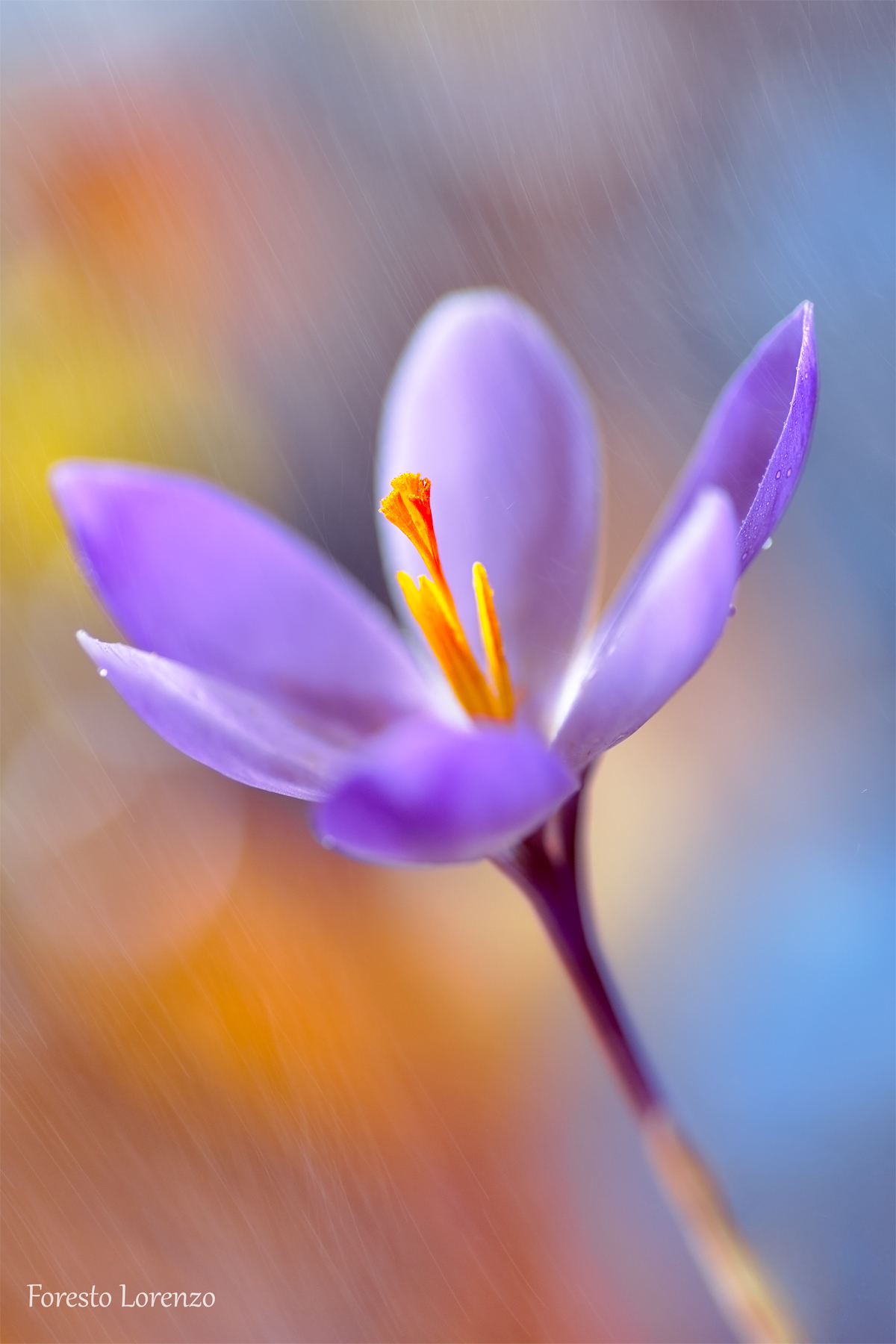 Crocus