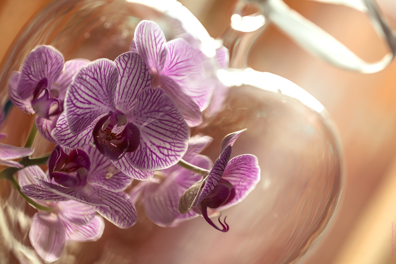 Orchid