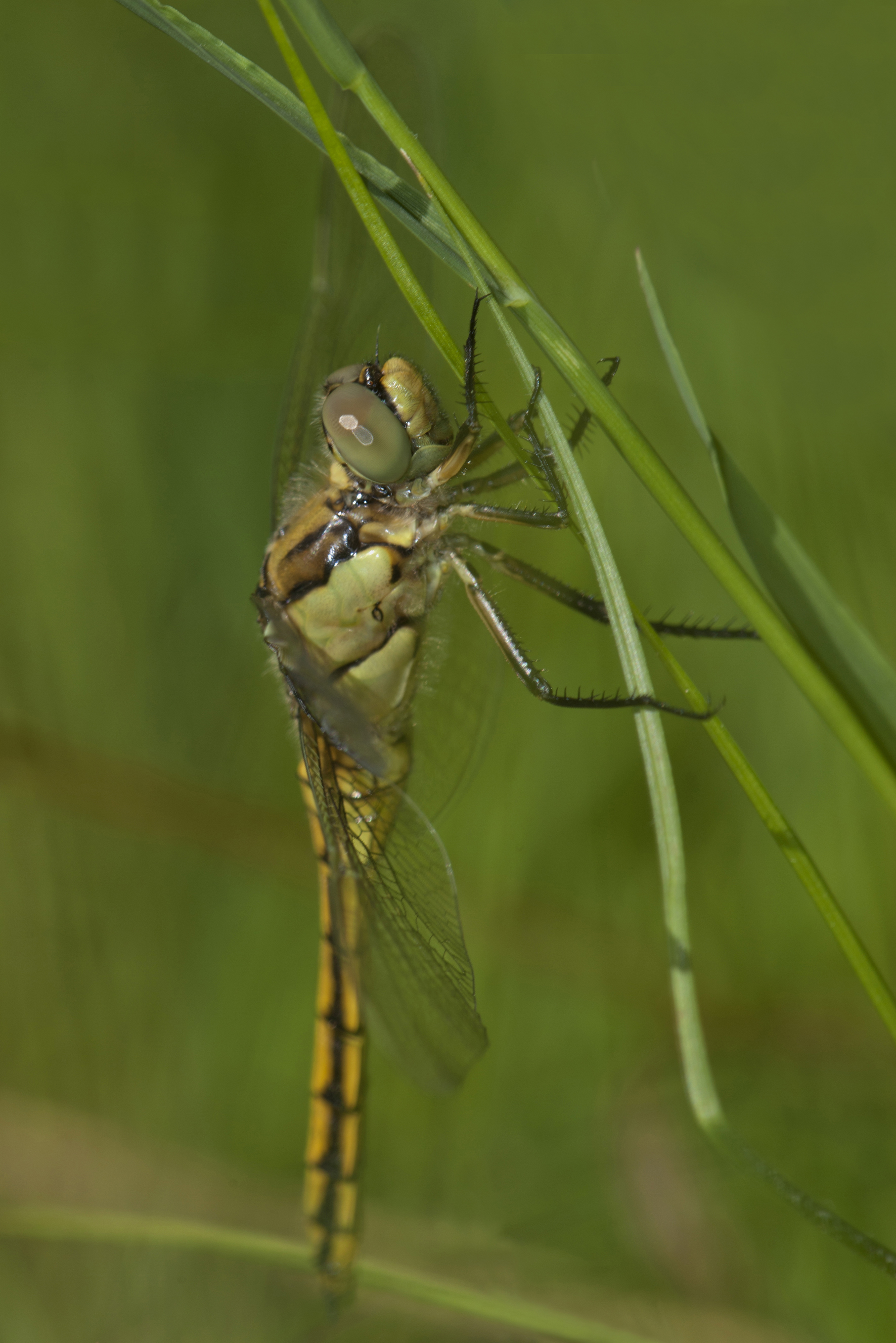 Libellula