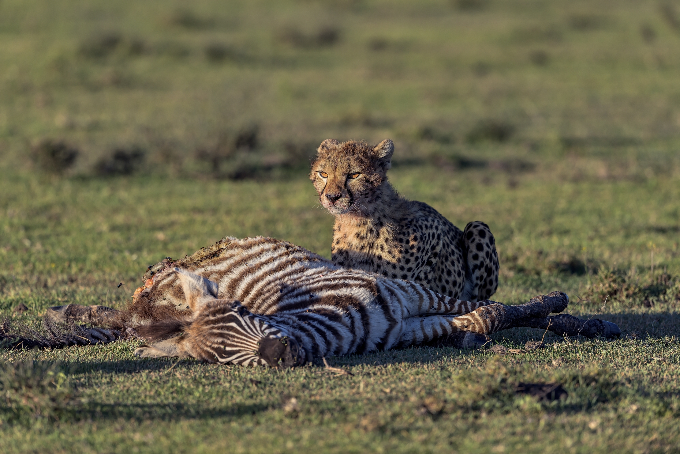 Tanzania 2016 - Predazione