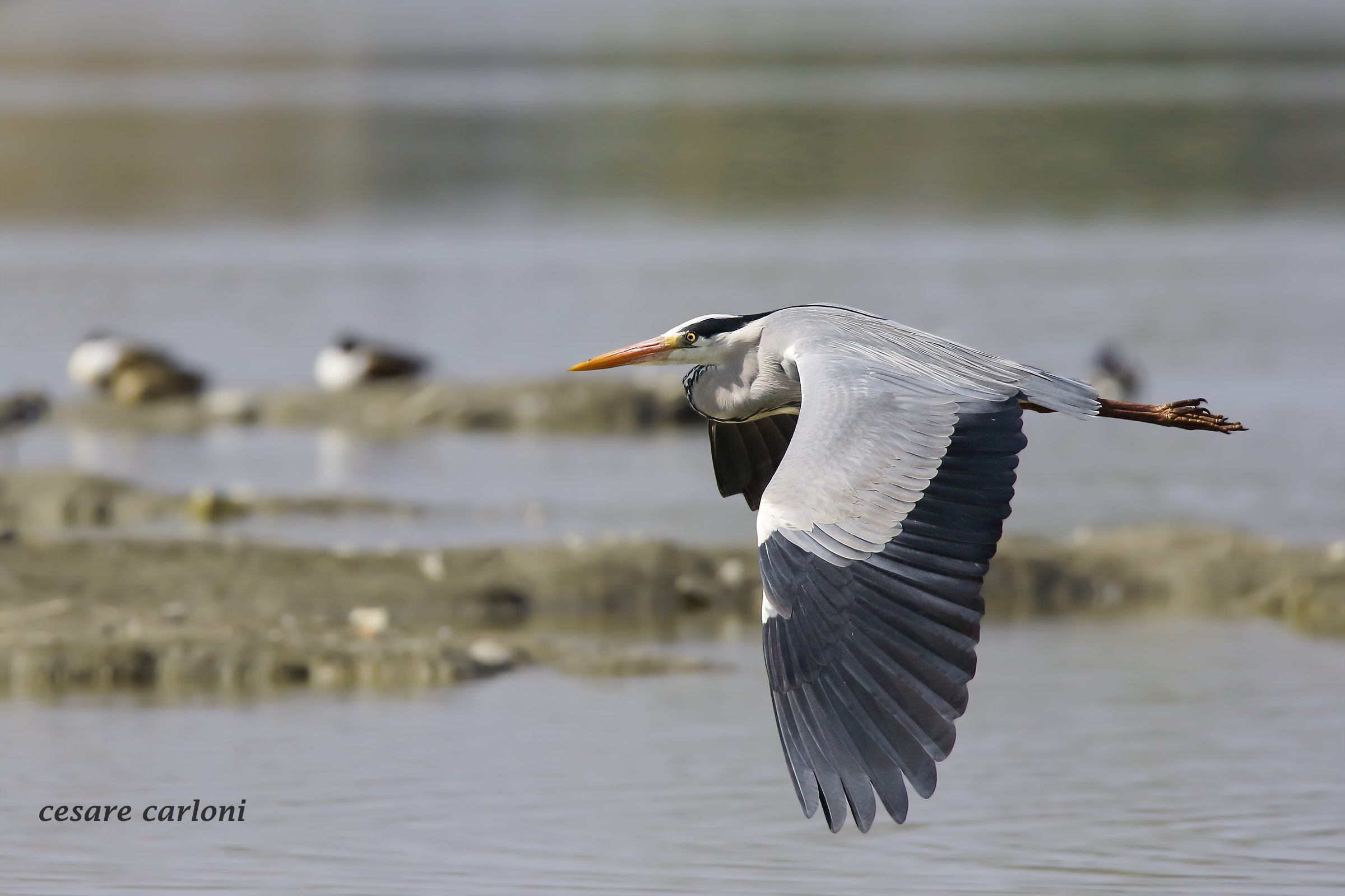 gray heron