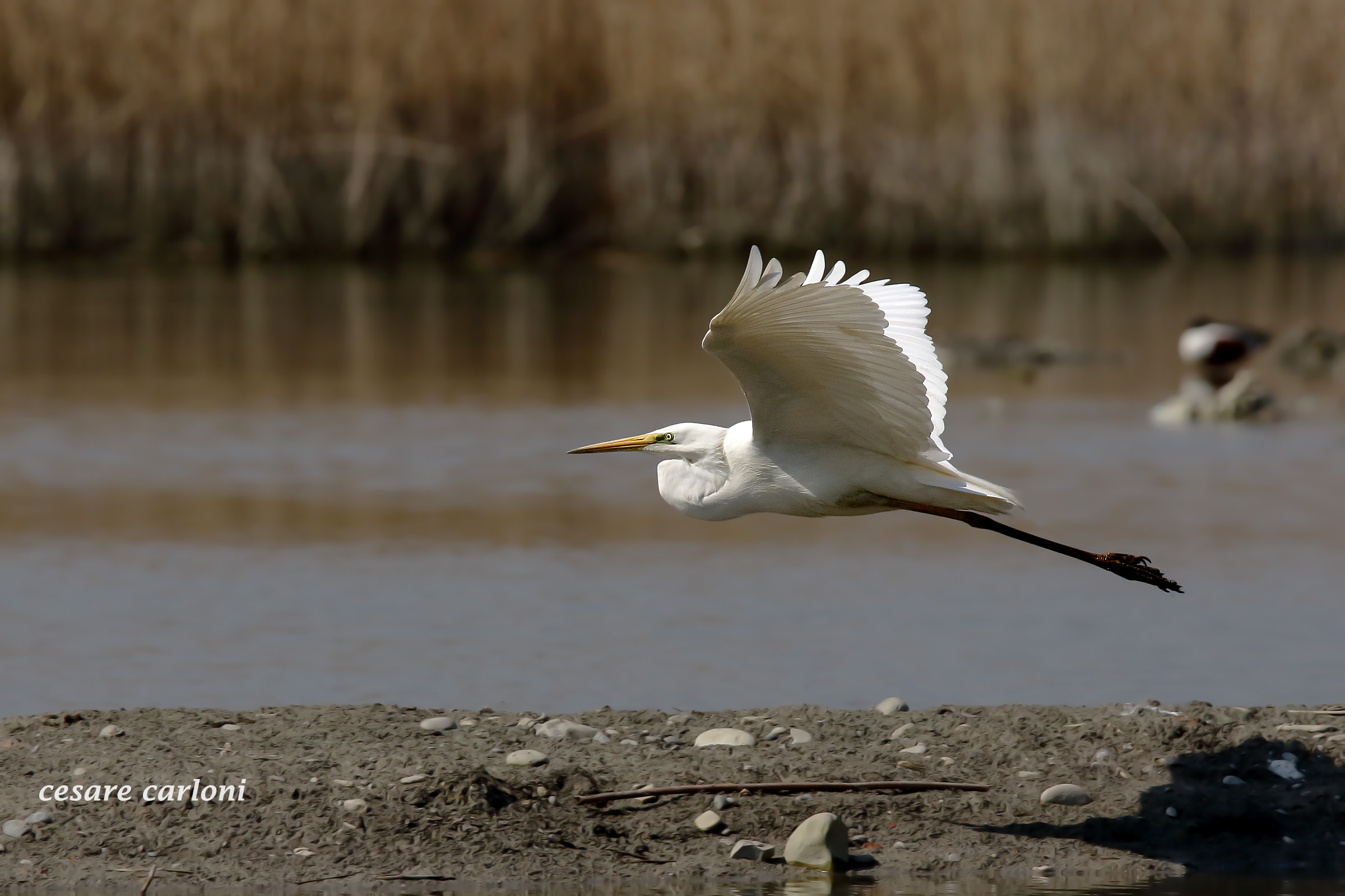 great white heron