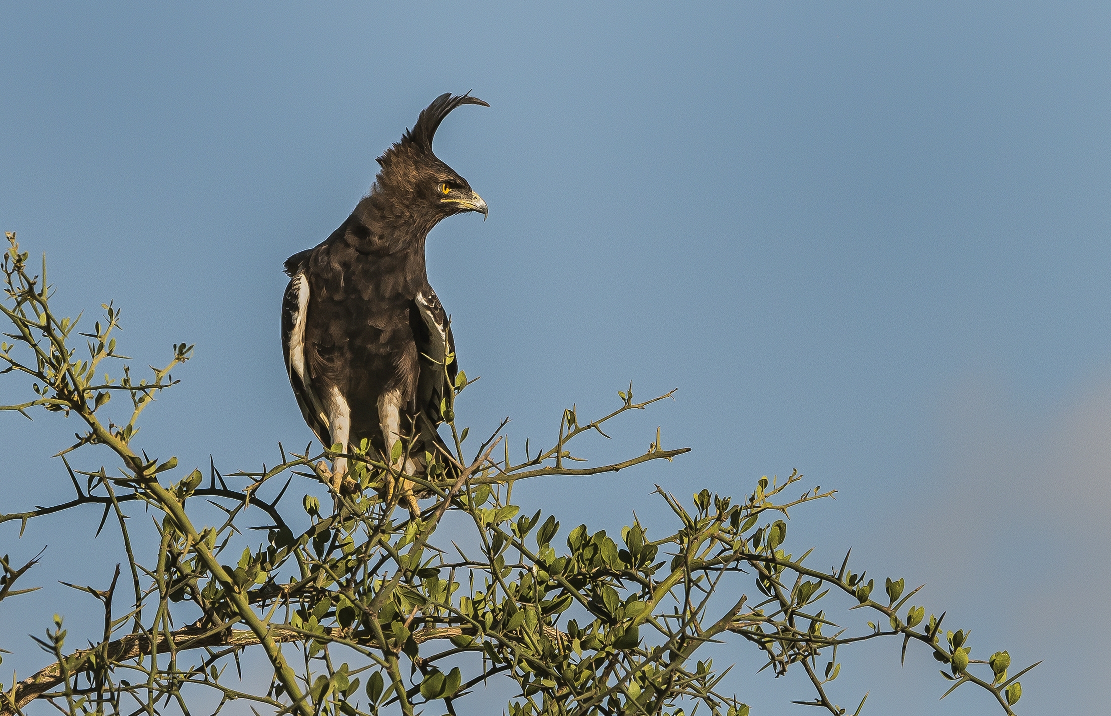 Tanzania 2016 - Aquila col ciuffo