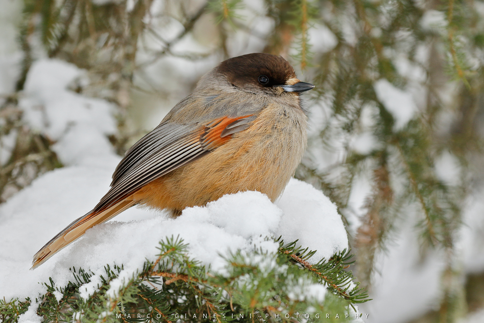 Siberian jay