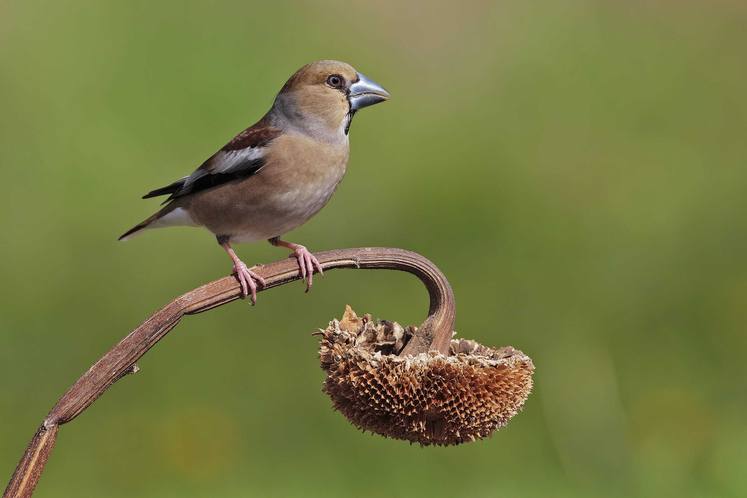 Grosbeak (female)