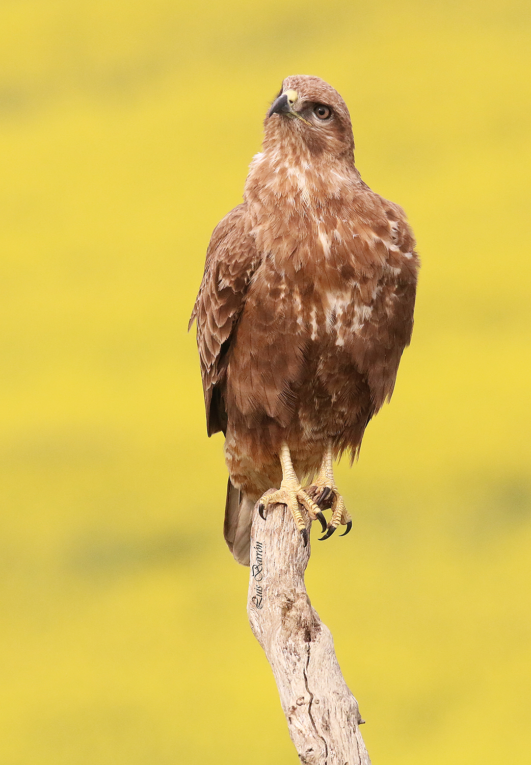 Buzzard