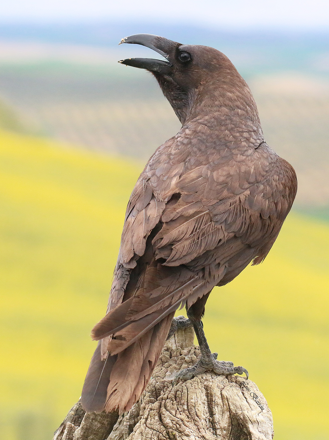 Cocoa. A different Raven to other