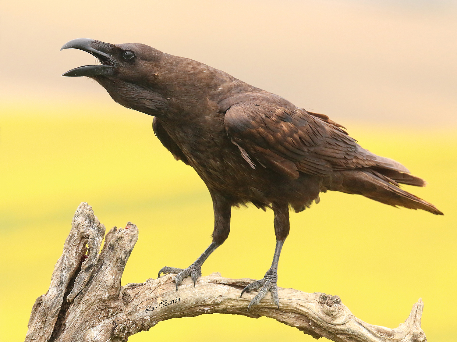 Cocoa. A different Raven to other