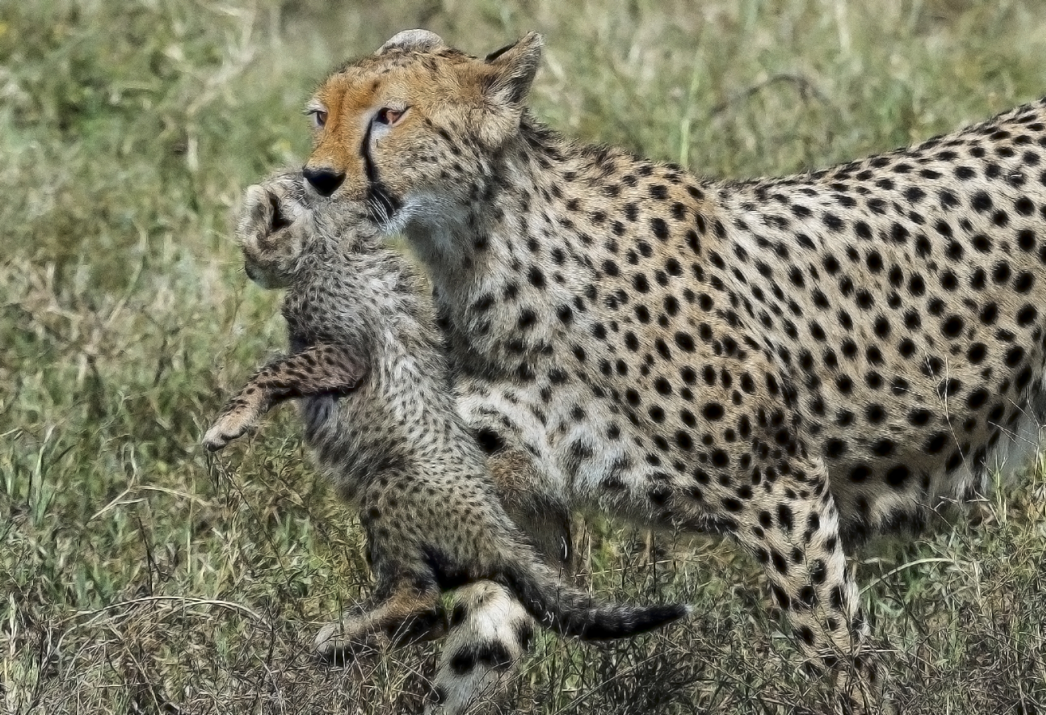 Tanzania 2016 - Mom and cub