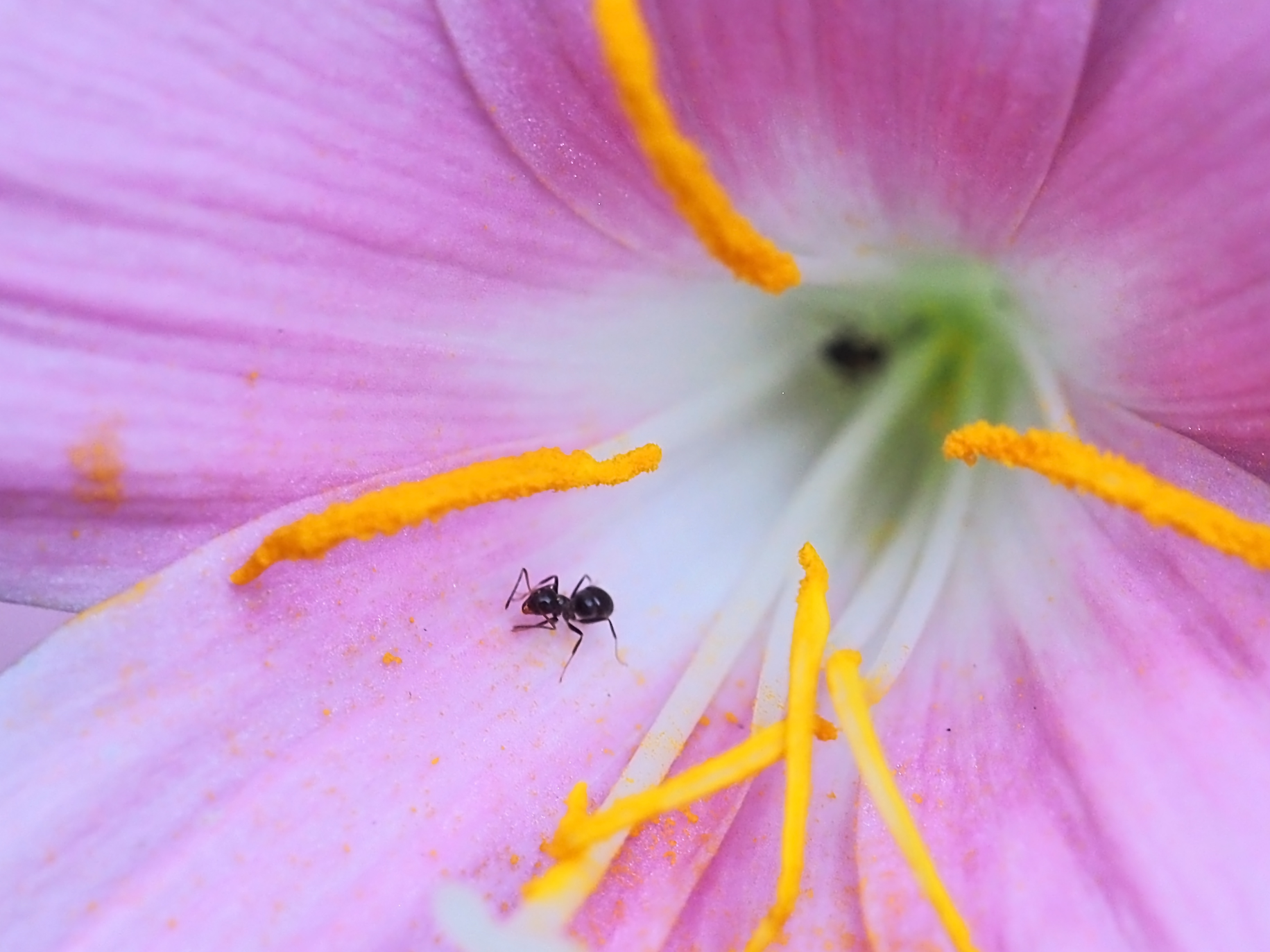 bulbo in fiore con formica