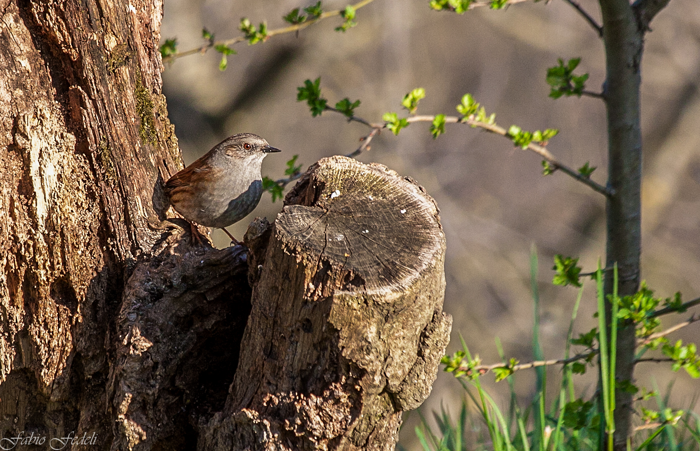 Mimicry Dunnock