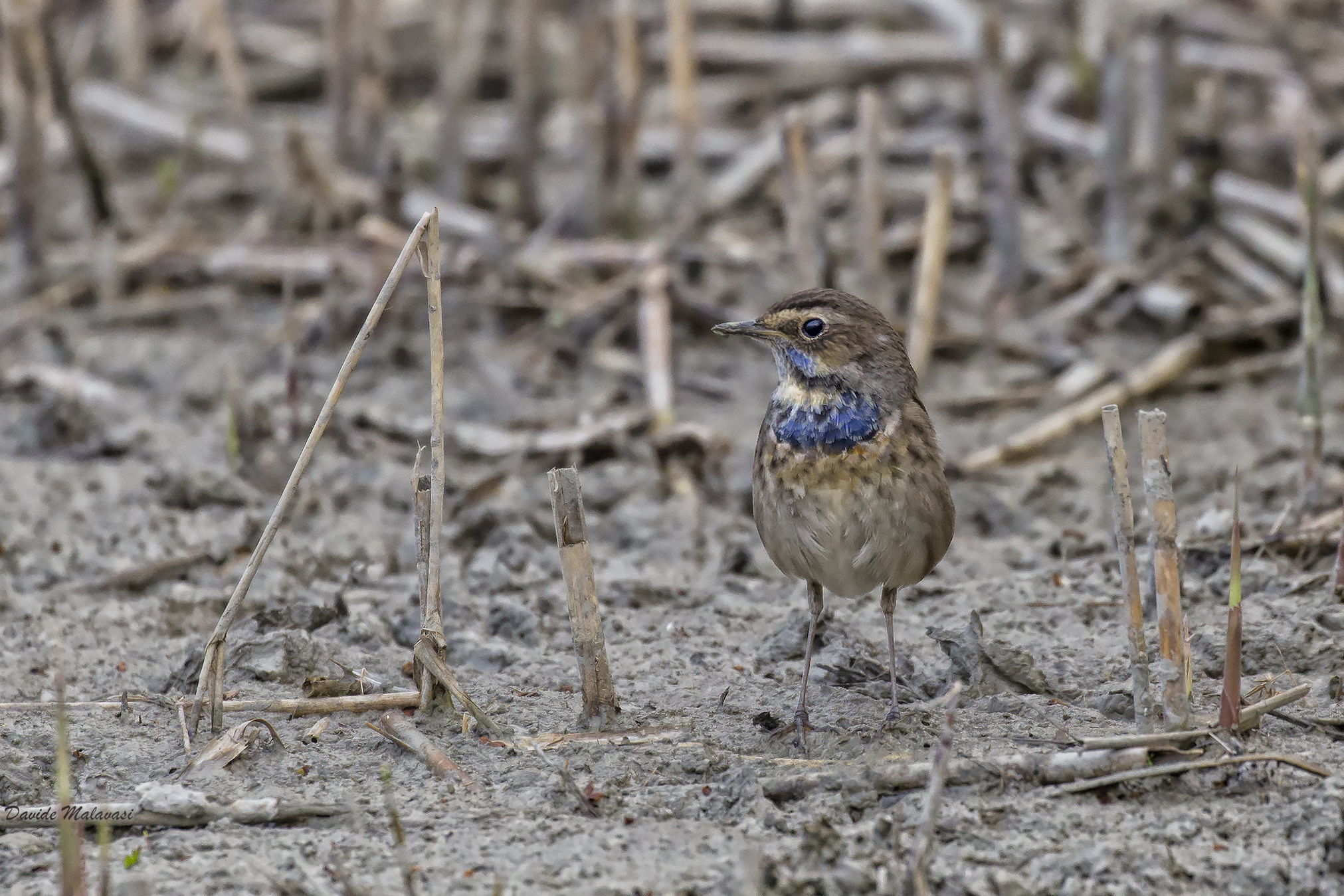 Bluethroat