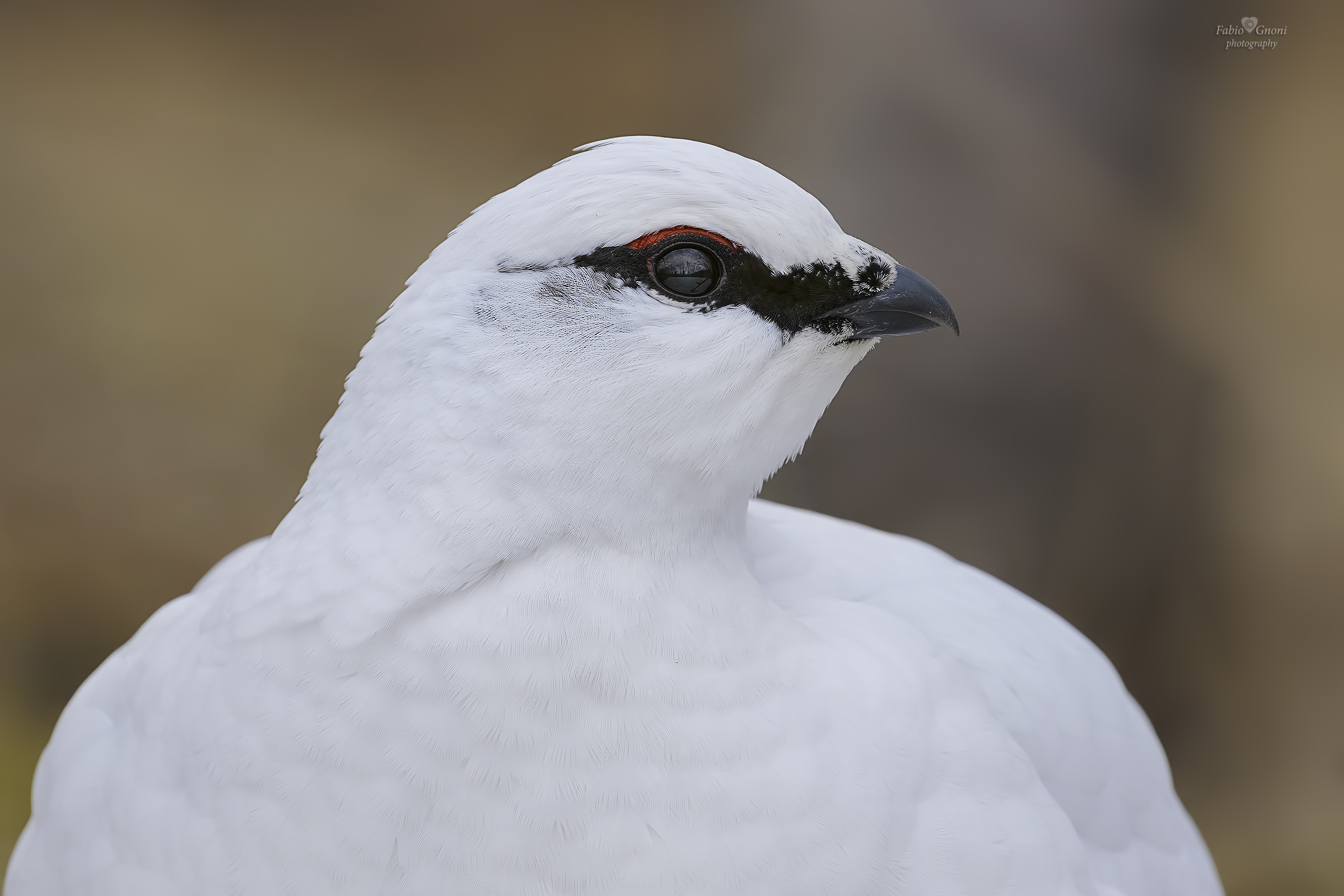 Ritratto di Pernice bianca