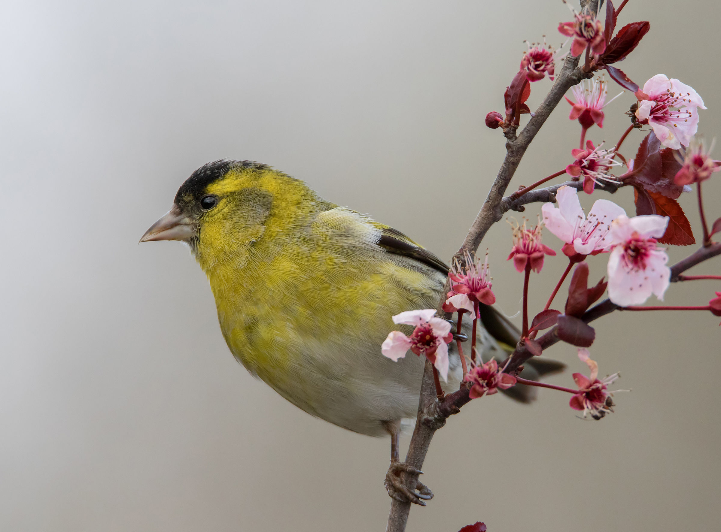 Siskin