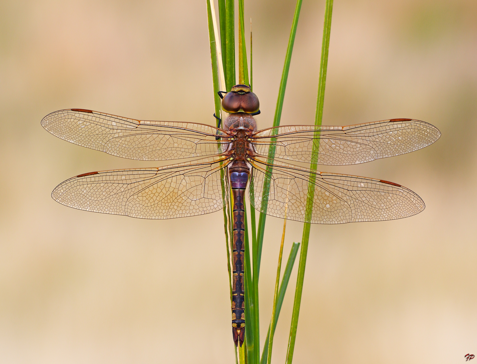 Anax ephippiger