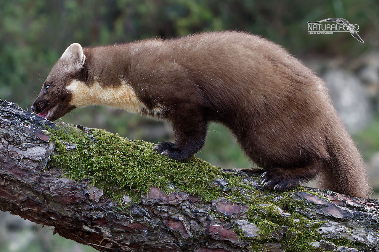 Martor dimensione FB