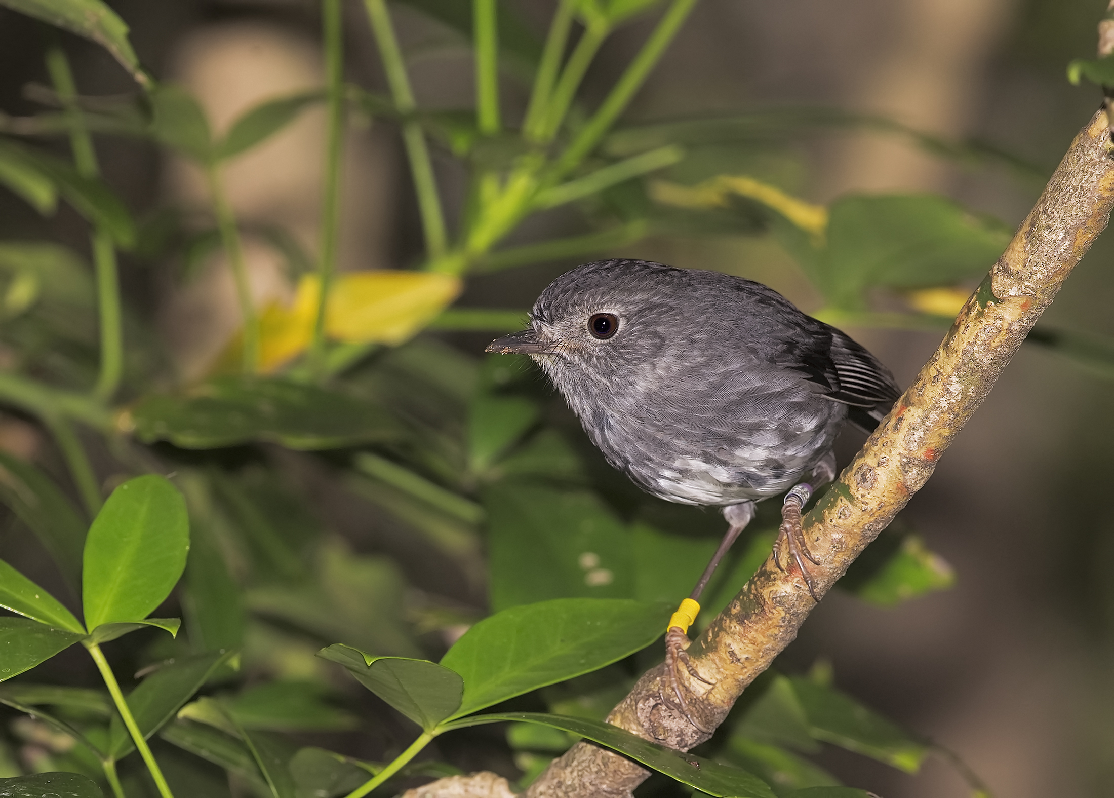 North Island robin