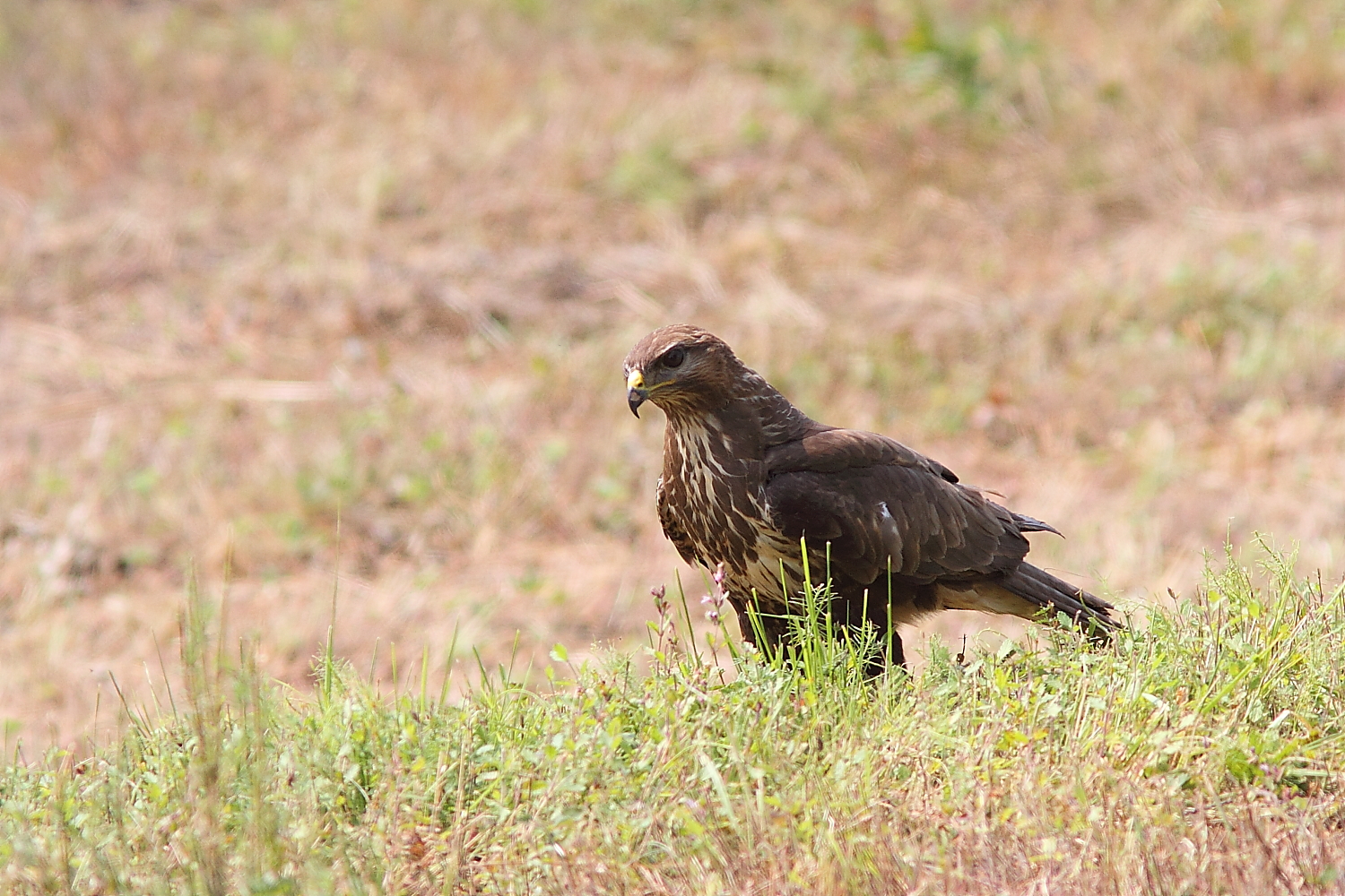 buzzard