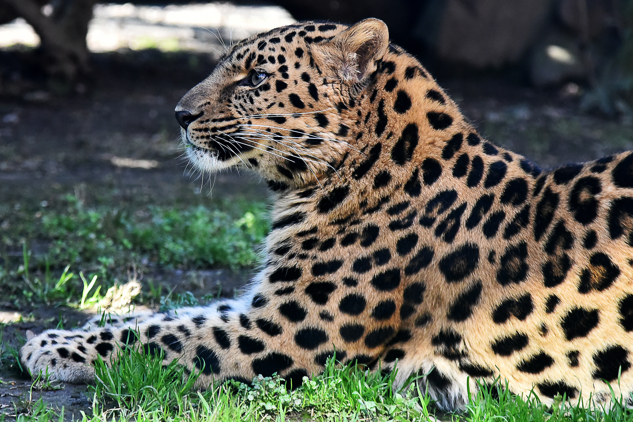 leopardo