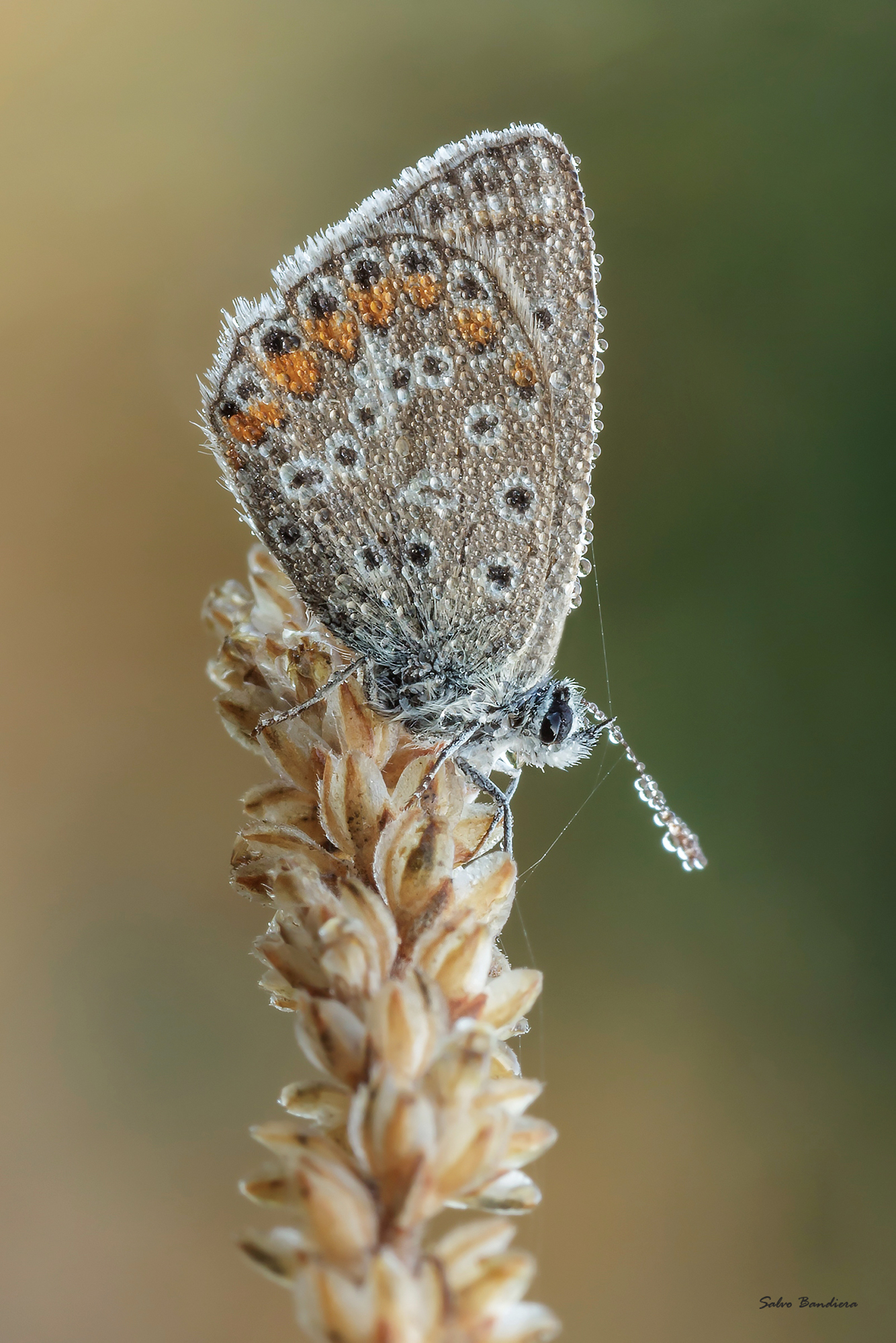 Polyommatus icarus (Licenide)