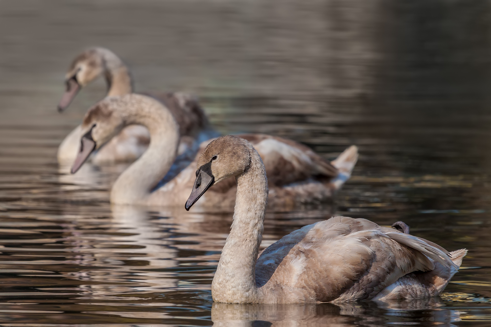 juvenile mute swan