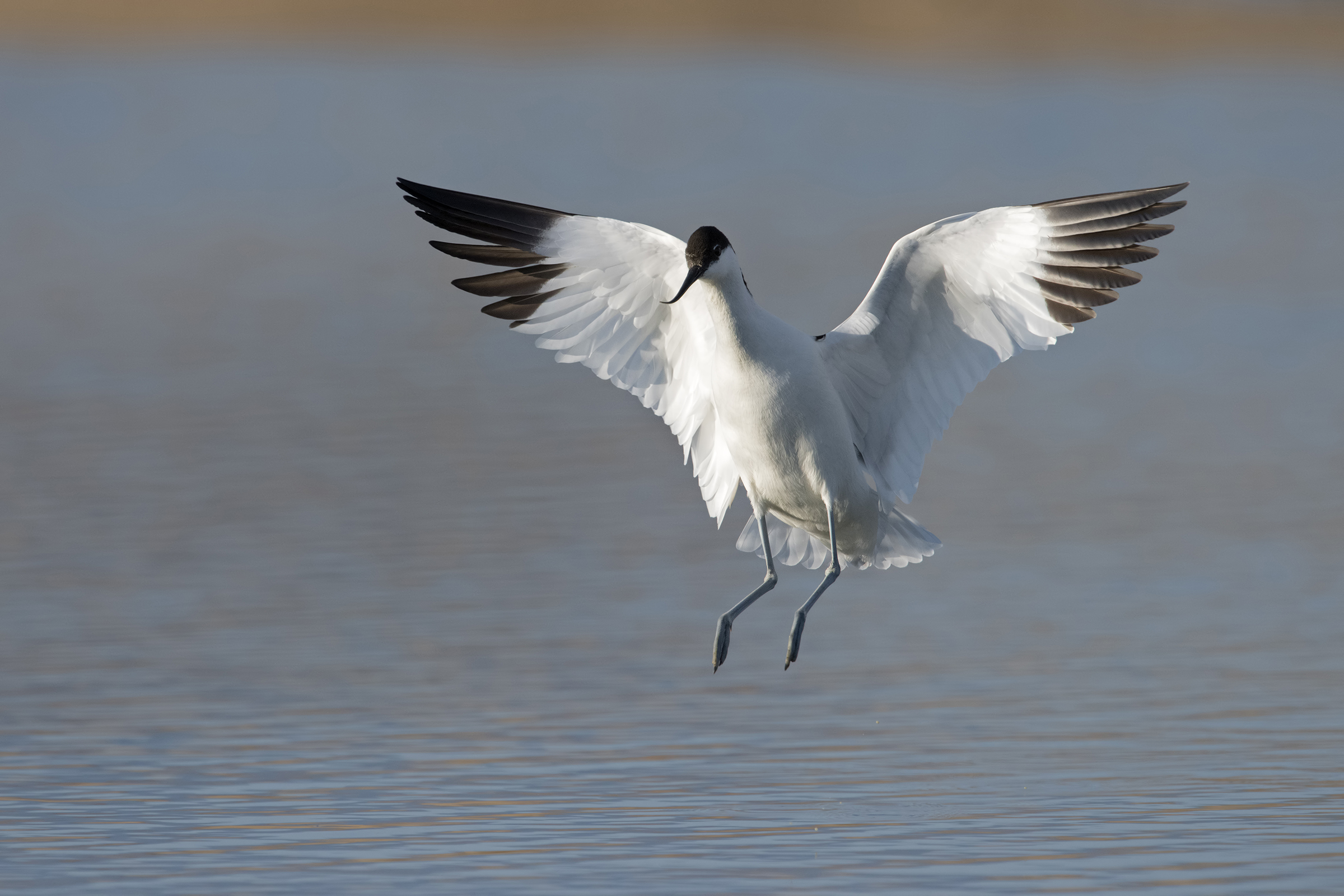 avocetta in atterraggio
