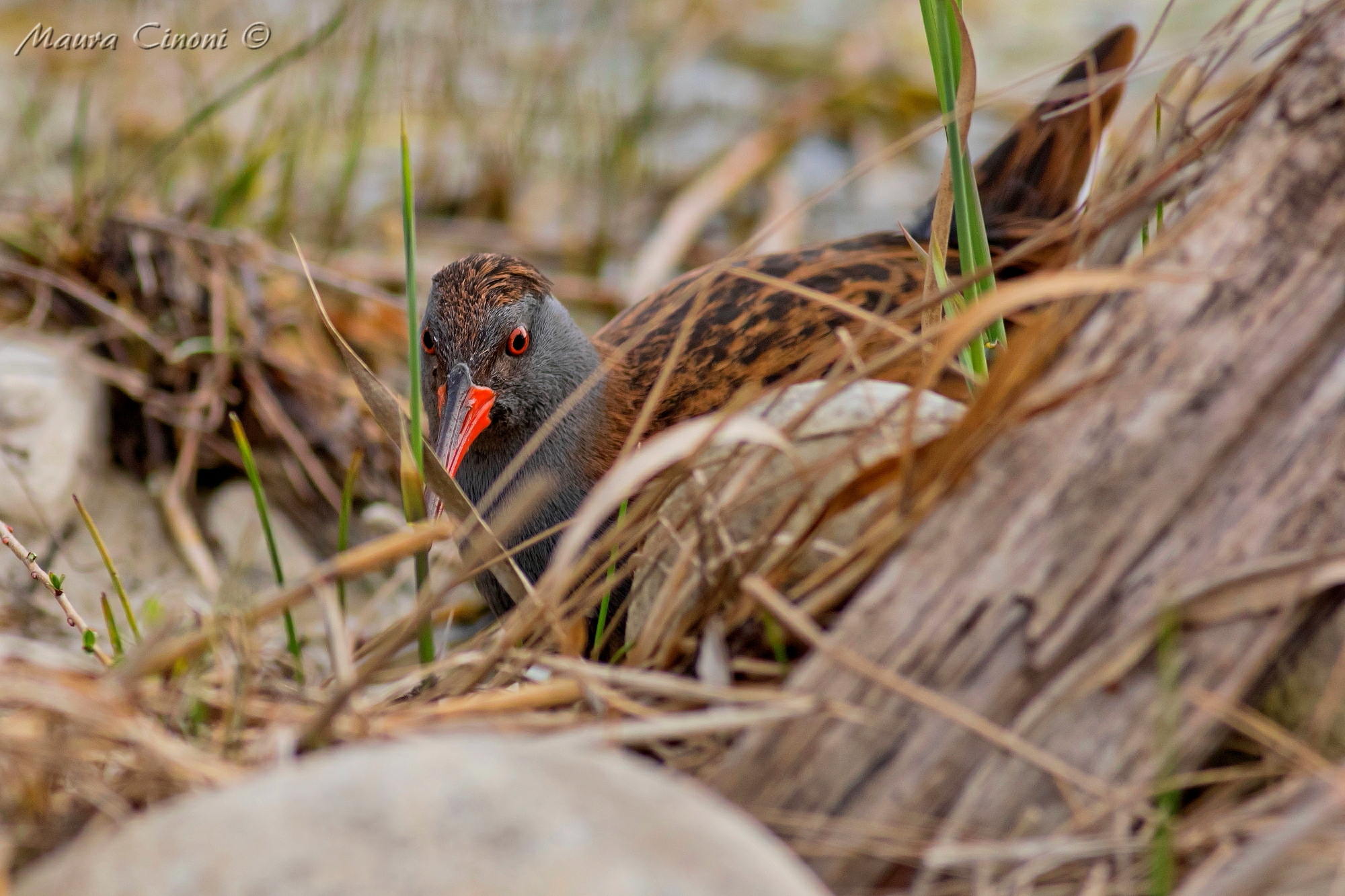 Water rail in environment
