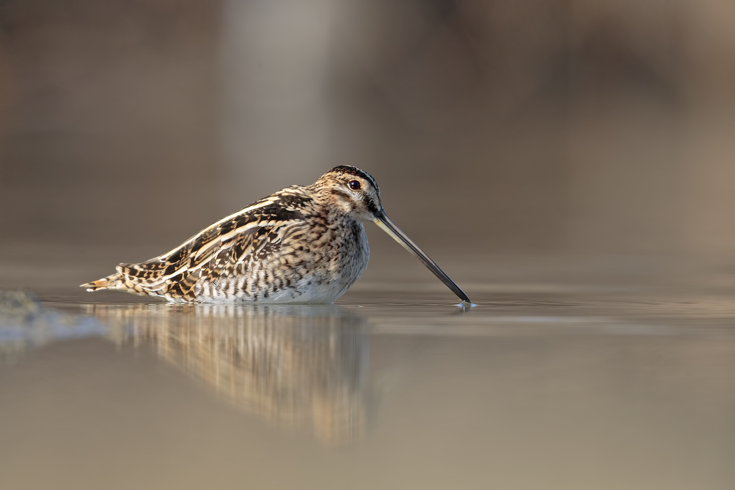 Snipe