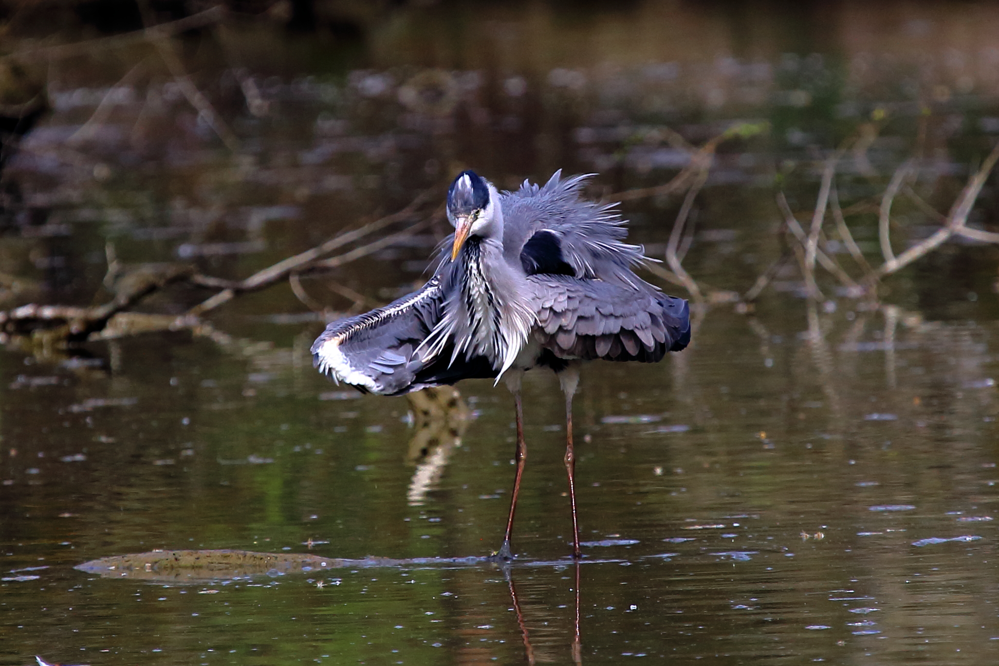 Grey Heron