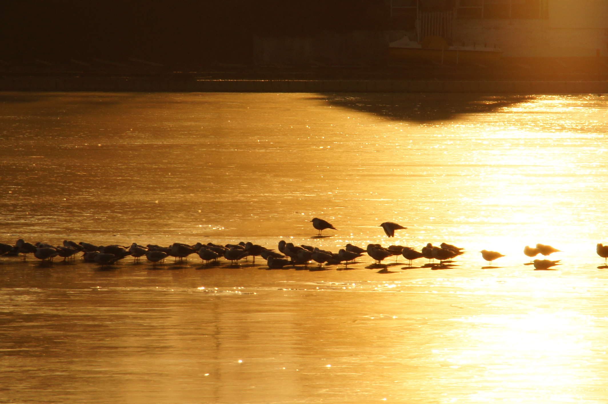 Vienna, il tramonto, i gabbiani, il ghiaccio