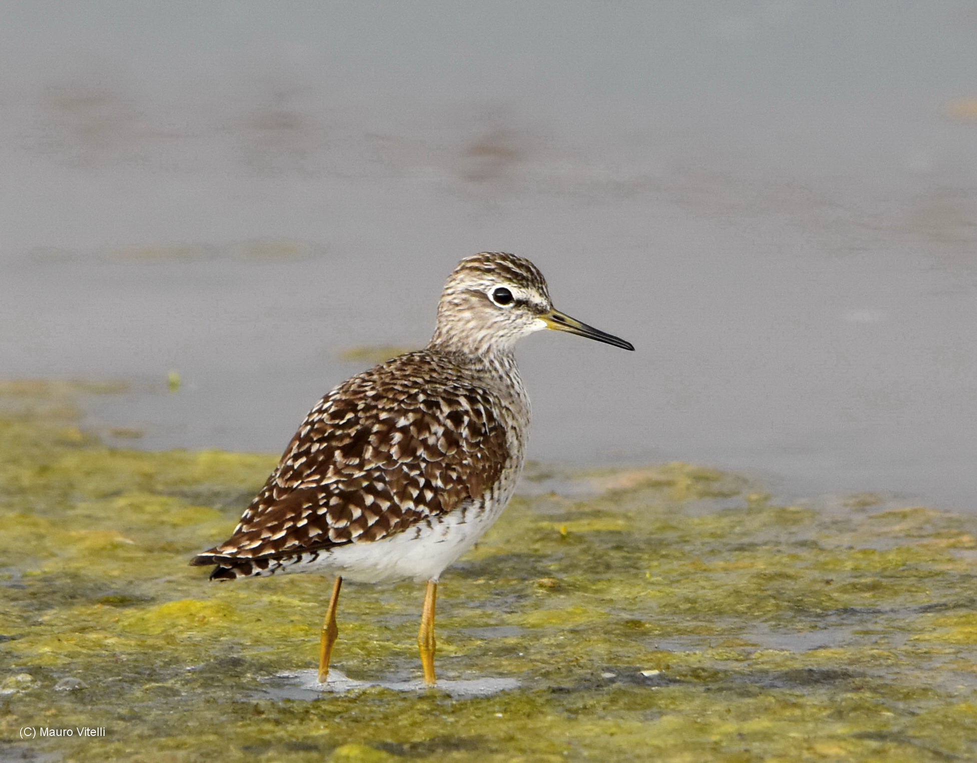Wood Sandpiper