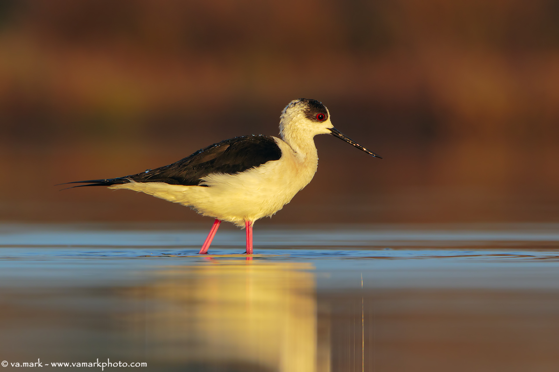 Knight of Italy ....