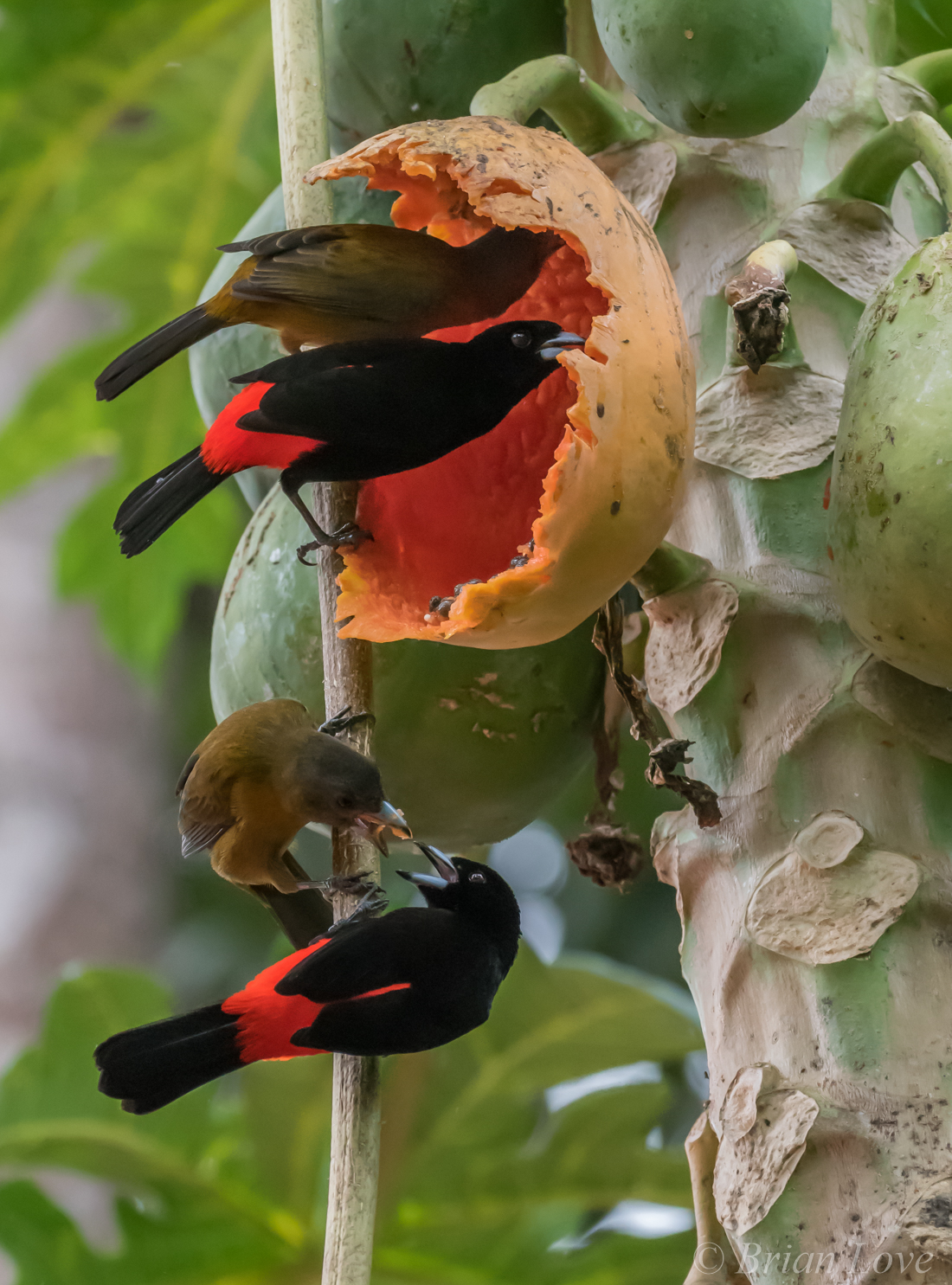 2 x 2 - di Passerini tanagers maschi e femmine