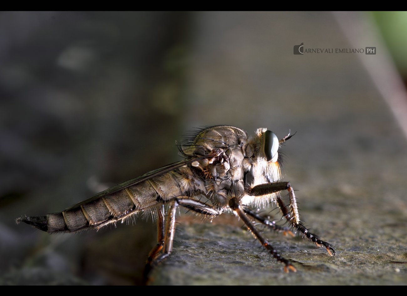 Robber fly