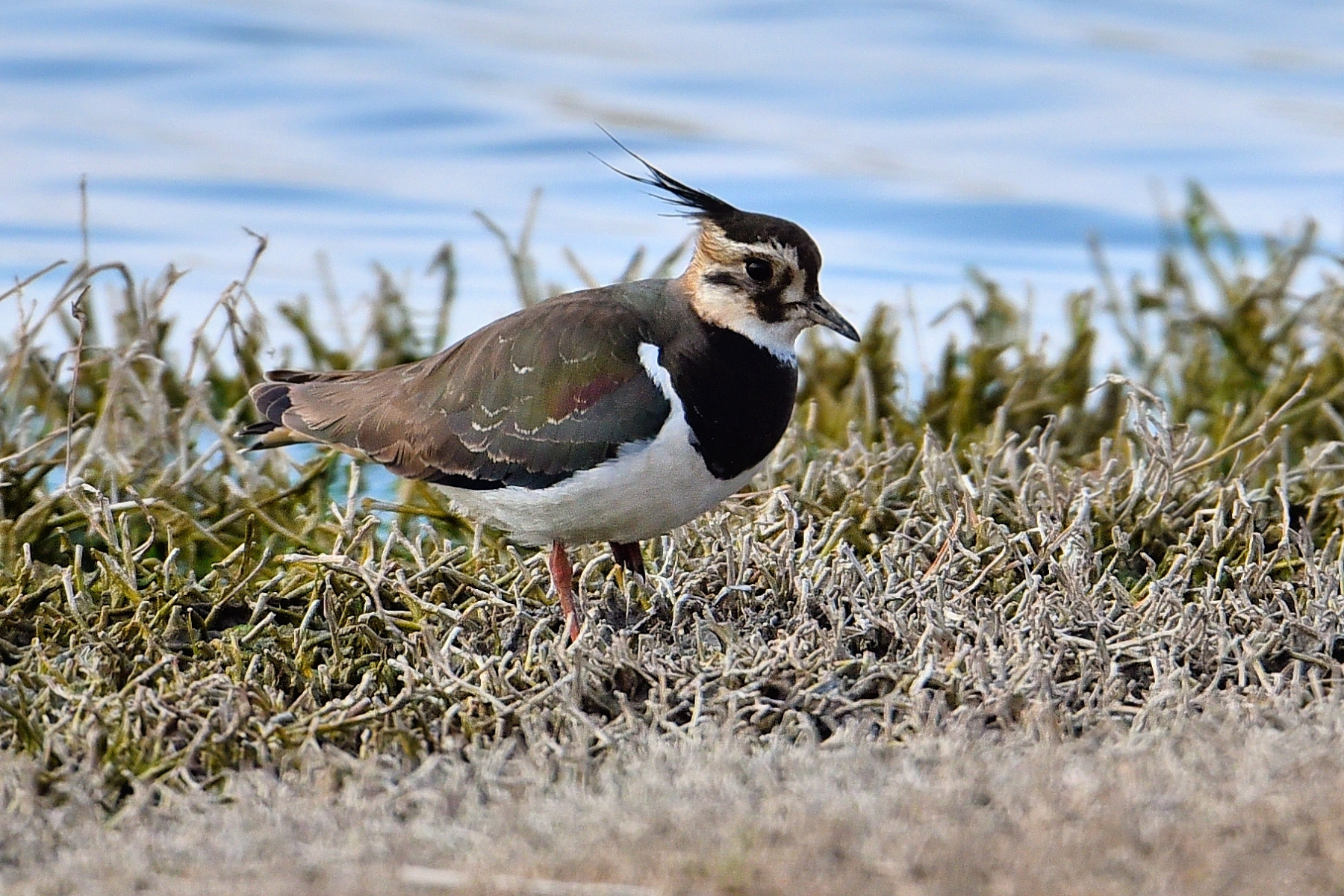 Lapwing
