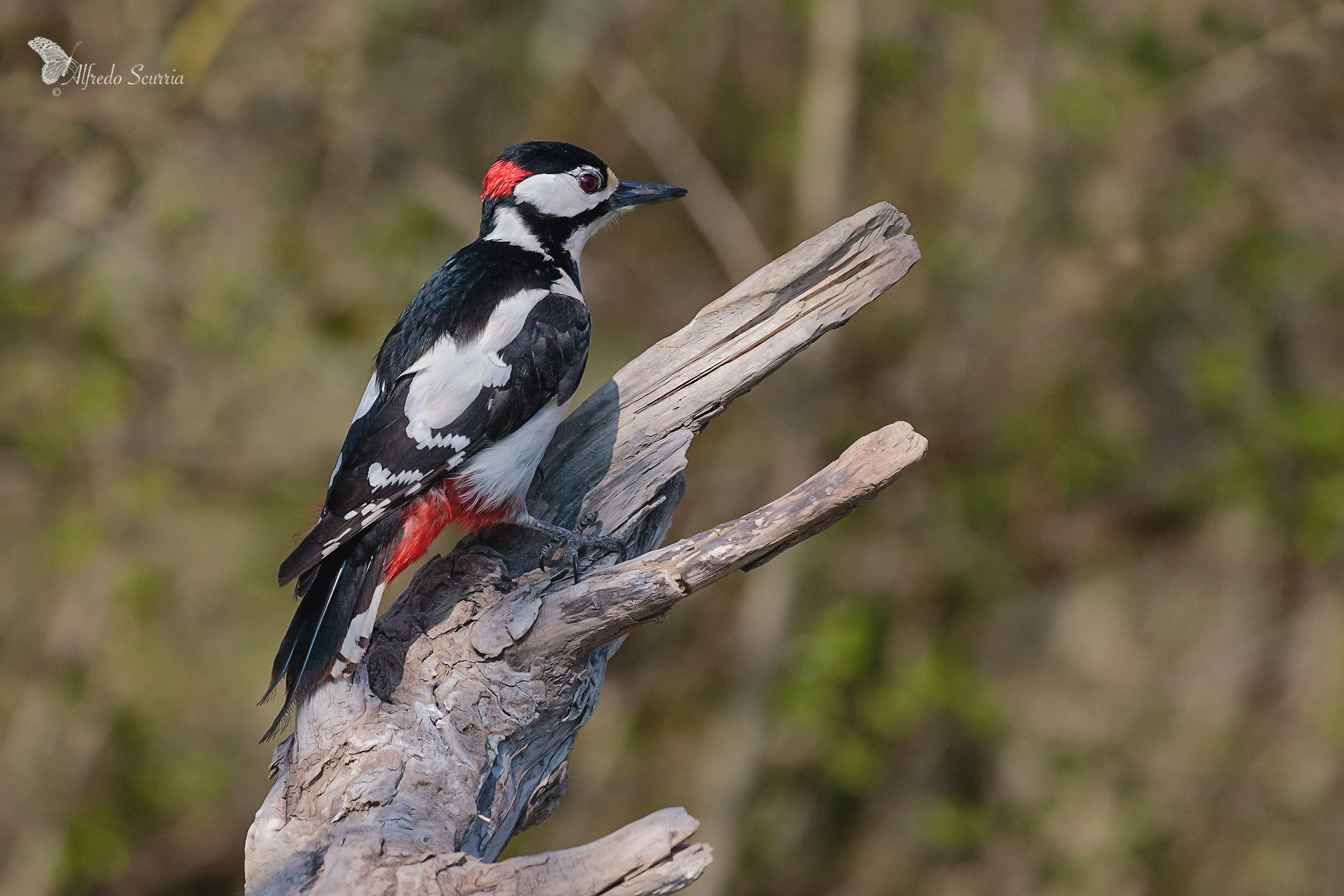 picchio rosso maggiore