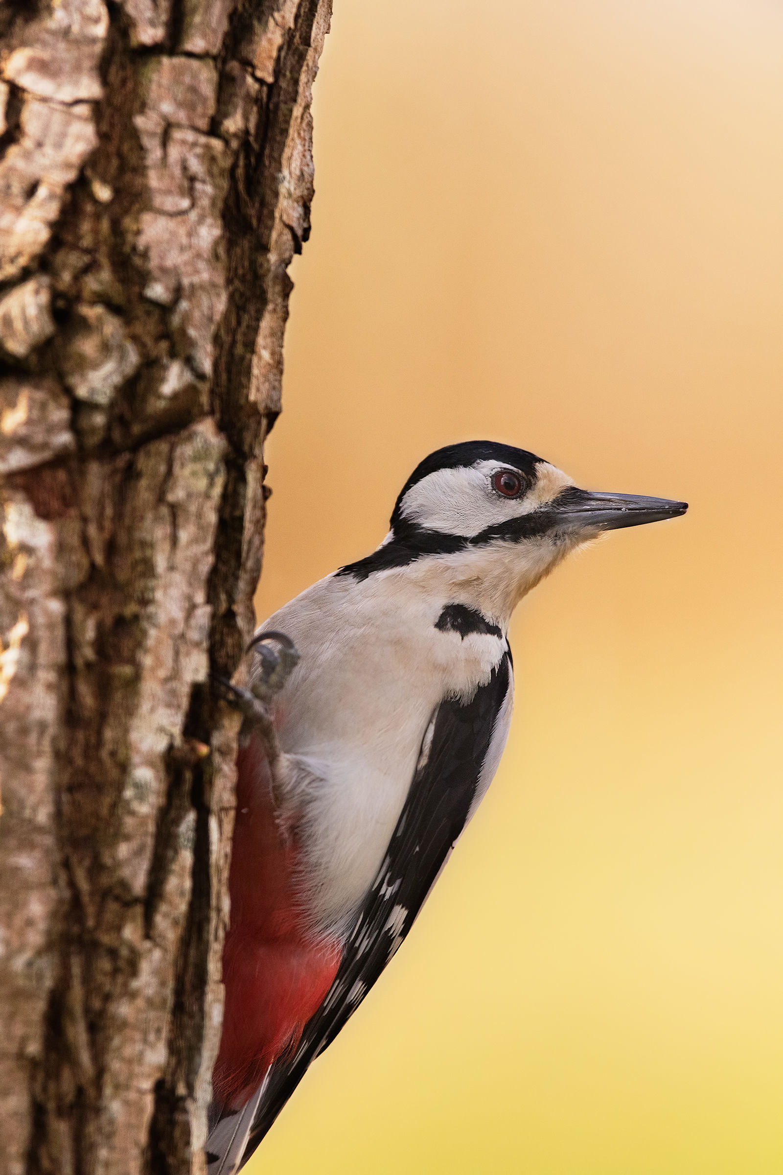 The woodpecker