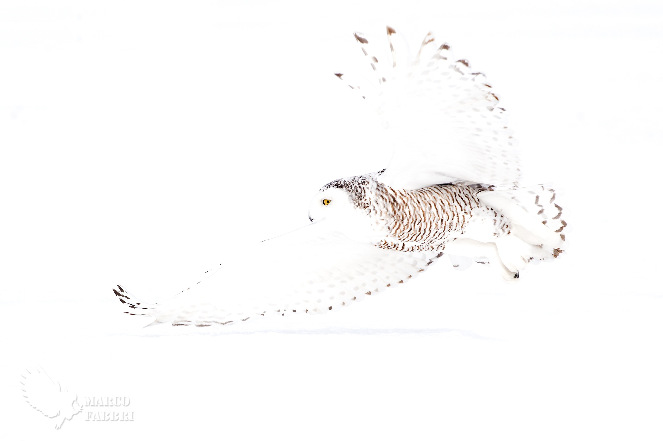 Snowy owl High Key