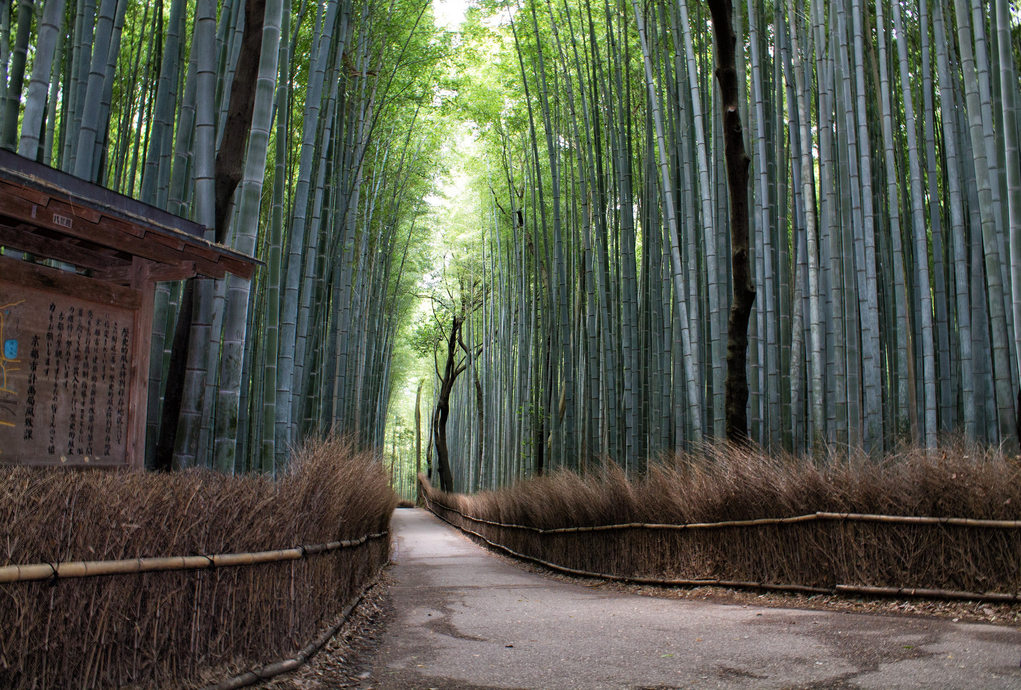Kyoto Arashiyama Bamboo forest