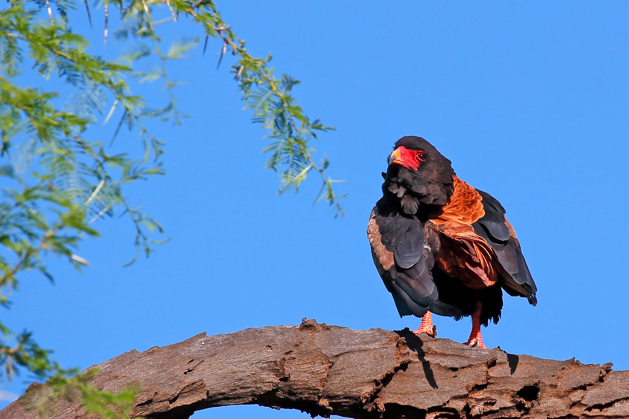 Bateleur