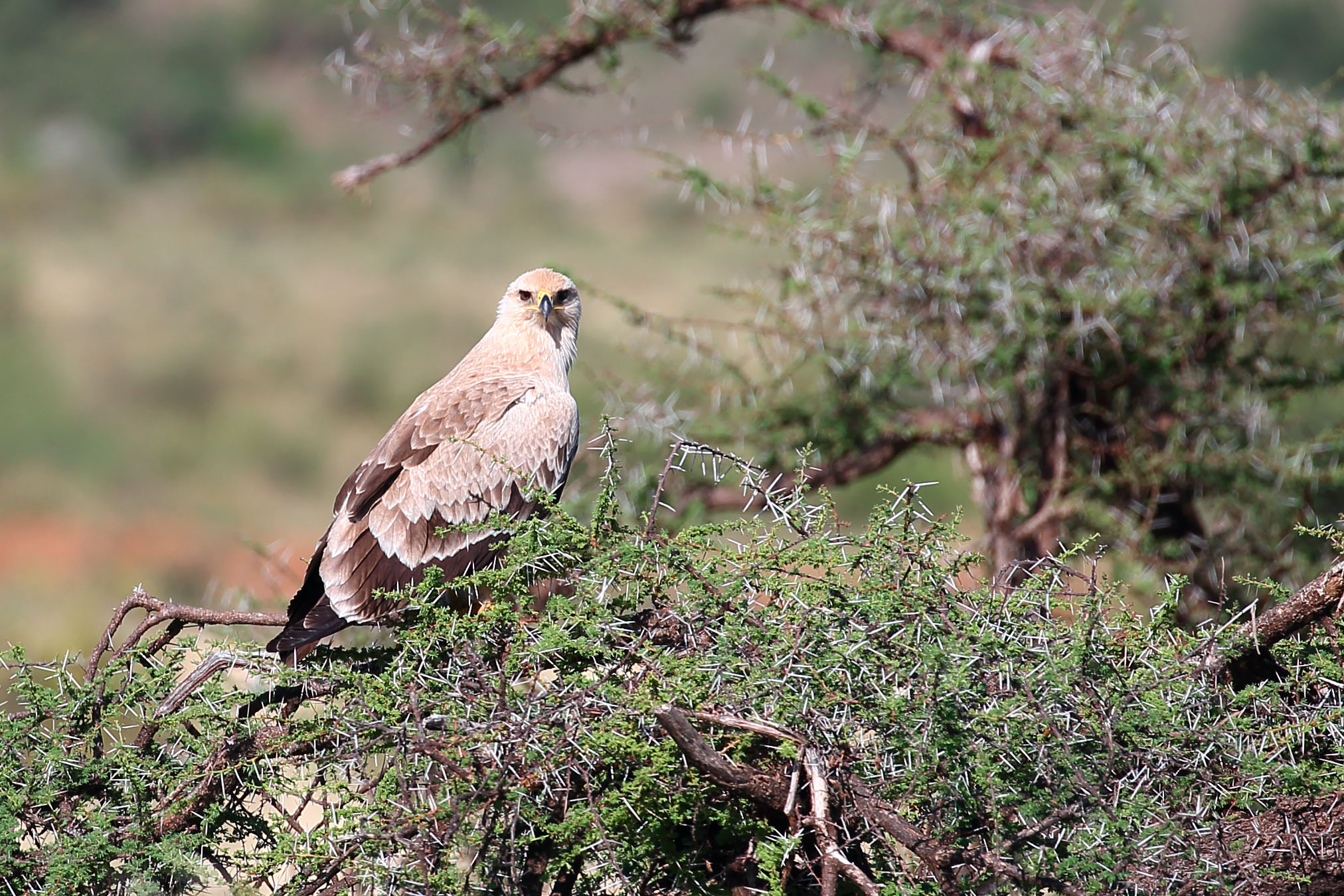 tawny eagle